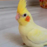 عروس‌هلندی‌لوتینو نر زعفرونی رام چلوندنی|پرنده|شهریار, شهریار|دیوار