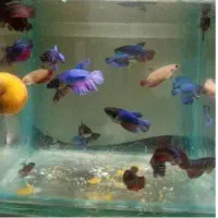 ماهی بتا فایتر لارو