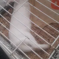 خرگوش ماده چشم شرابی