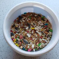 عروس هلندی|پرنده|مریوان, |دیوار