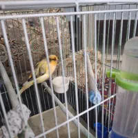 قناری نر ابلغ