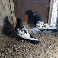 کفتر سینه|پرنده|سرایان, |دیوار