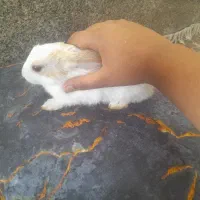 بچه خرگوش نژاد دار|موش و خرگوش|شیراز, گلشن|دیوار