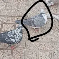 سوسکی ماده رفتنی|حیوانات|ارومیه, |دیوار