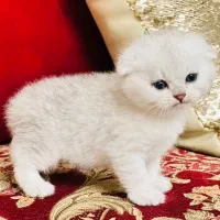 (بچه گربه های کوچولوی لپ فندقی سیلور )