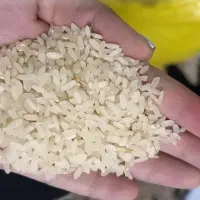 فروش برنج کامفیروز ی