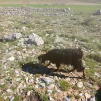 با سلام یک عدد بز به فروش می رسد