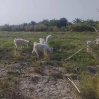 کهره فروشی|حیوانات مزرعه|ارزوئیه, |دیوار