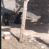 دوتا سگ نگهبان