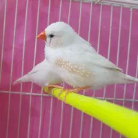 تعدادی فنچ بالغ و جوجه به فروش میرسد