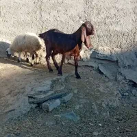 بز غاله گوسفند