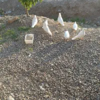 فروش کبوتر|پرنده|سی‌سخت, |دیوار