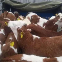 اصیل ترین گوساله هایه سمینتال وارداتی|حیوانات مزرعه|شهرکرد, |دیوار