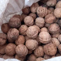 گردو|خوردنی و آشامیدنی|شیروان (خراسان), |دیوار