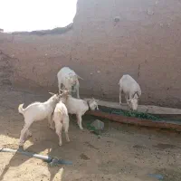 نربز سانن درجه|حیوانات مزرعه|بردسکن, |دیوار