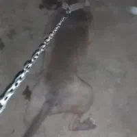 پیتبول|سگ|کرج, باغستان|دیوار