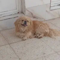 سگ اسپاینل