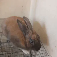 دو عدد خرگوش|موش و خرگوش|ایذه, |دیوار