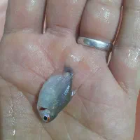 ماهی چشم چراغی بالن