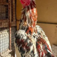 لاری|حیوانات مزرعه|ماهدشت, |دیوار