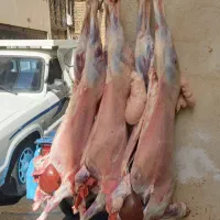 گوسفند زنده همراه با قصاب سلاخ سیار