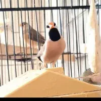 فنچ کرواتی مولد|پرنده|تهران, دبستان|دیوار