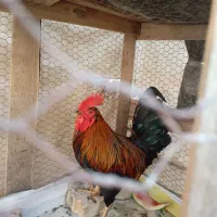 خروس
