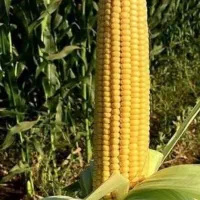 فروش ذرت علوفه ۳هکتار مرودشت