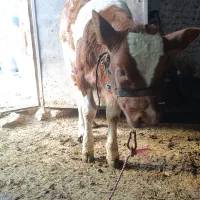 گاو گوساله سیمینتال|حیوانات مزرعه|سنقر, |دیوار