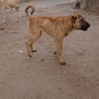 سگ سرابی|سگ|شادیان, |دیوار