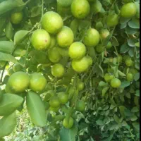 آبلیموی ترش و خانگی شهرستان خفر لیتری ۳۰۰ هزار