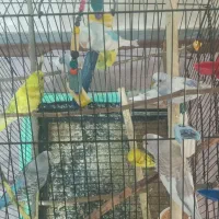 مرغ عشق|پرنده|کلاچای, |دیوار