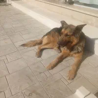 واگذاری سگ بازی گوش|سگ|ضیاء آباد, |دیوار