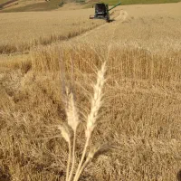 اجاره ۳/۵‌هکتار زمین کشاورزی روانسر