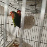 یک جفت طوطی برزیلی بدون قفس