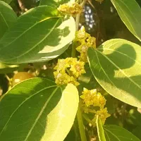 برگ خشک سدر