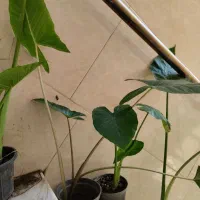 باباآدم جاینت و تنه قرمز