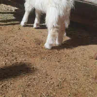 یک رس بز غاله