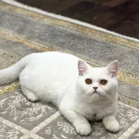 گربه ماده نژاد بریتیش