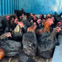 مرغ و خروس نیمچه مرندی و بلک استار اصیل|حیوانات مزرعه|کرج, کمالشهر|دیوار