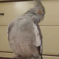 عروسی هلندیم گمشده|پرنده|بندر گناوه, |دیوار