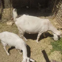 بز وبزغاله سانن اصل