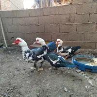 اردک اسراییلی|حیوانات مزرعه|سرخنکلاته, |دیوار