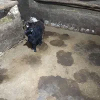 بزغاله ماده|حیوانات مزرعه|دهگلان, |دیوار