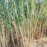 نی پرچین/نی خزانه/نیزار/نی حصار|عمده‌فروشی|رامیان, |دیوار