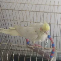 عروس هلندی