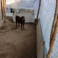 یک عدد بزغاله