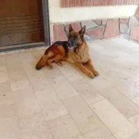 سگ ژرمن نر|سگ|قزوین, |دیوار