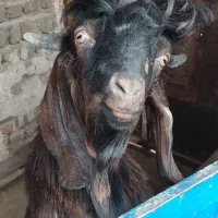 دام چاق و داشتی موجود است