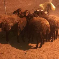 ۱۰رس میش سنگین آبستن و جوان